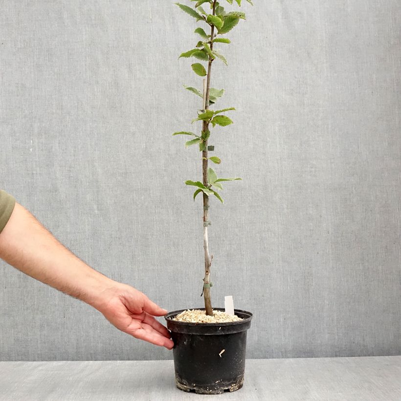 Esemplare di Carpinus betulus A. Beeckman - Carpino bianco Vaso da 3L/4L come consegnato in autunno