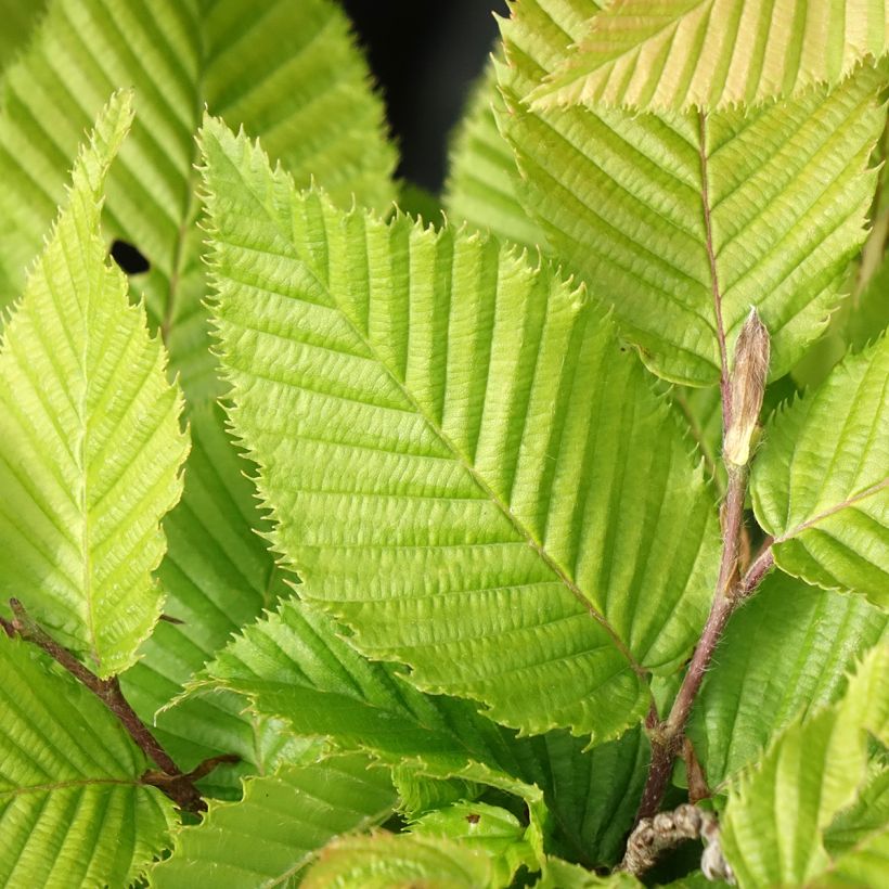 Carpinus betulus A. Beeckman - Carpino bianco (Fogliame)