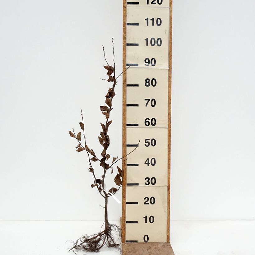 Carpinus betulus - Carpino bianco Piante piccole a radice nuda esemplare consegnato in inverno