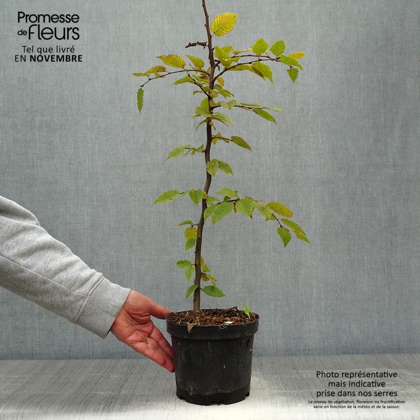 Esemplare di Carpinus betulus - Carpino bianco Vaso da 2L/3L come consegnato in autunno