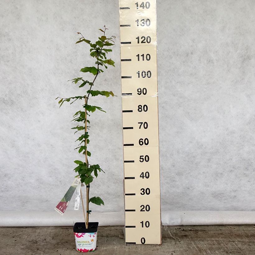 Carpinus betulus - Carpino bianco Vaso da 2L/3L esemplare consegnato in primavera