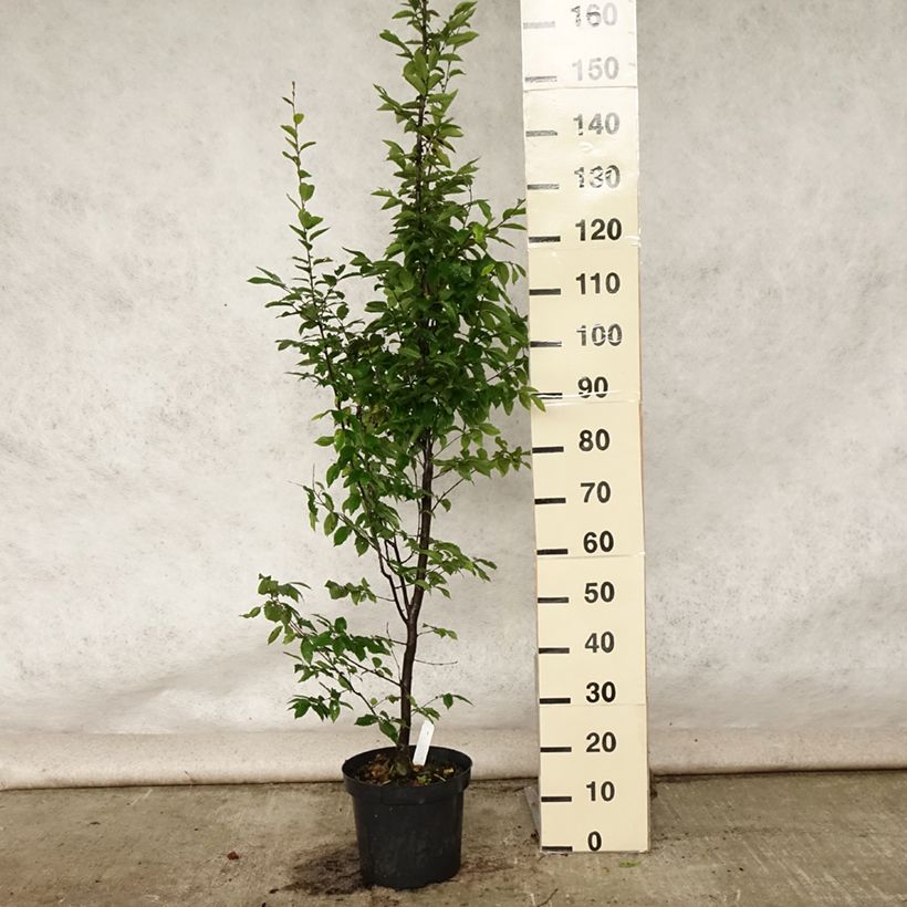 Esemplare di Carpinus betulus Fastigiata - Carpino bianco Vaso da 4L/5L consegnato in estate
