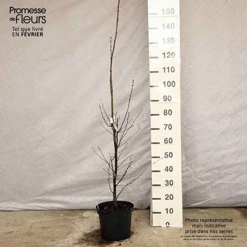 Carpinus betulus Fastigiata - Carpino bianco Vaso da 4L/5L esemplare consegnato in inverno