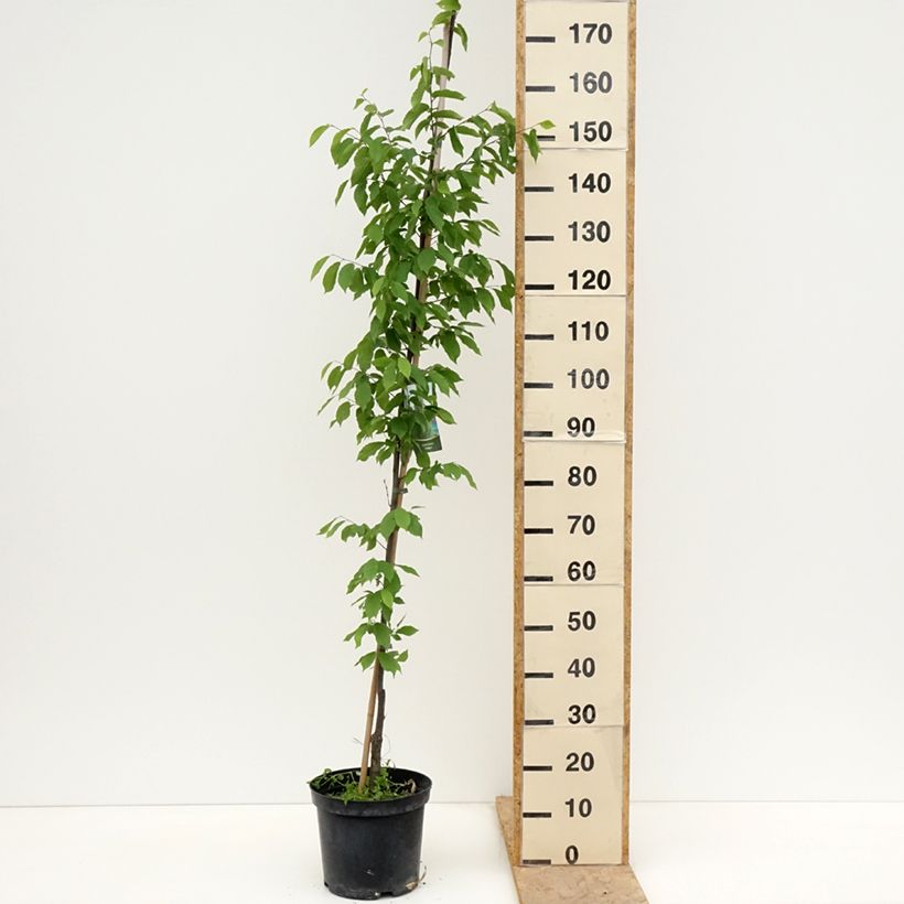 Carpinus betulus Fastigiata - Carpino bianco Vaso da 4L/5L esemplare consegnato in primavera