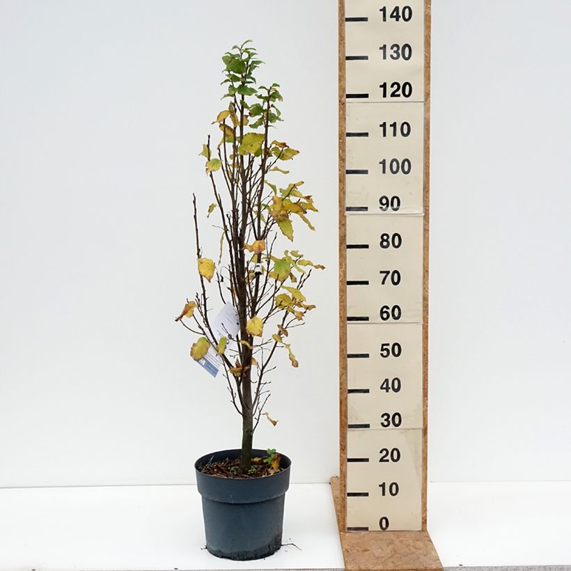 Esemplare di Carpinus betulus Fastigiata Monument - Carpino bianco Vaso da 6L/7L come consegnato in autunno