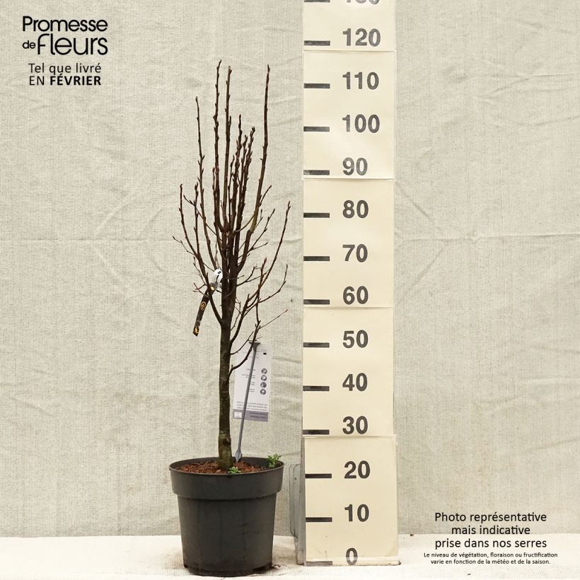 Carpinus betulus Fastigiata Monument - Carpino bianco Vaso da 7,5L/10L esemplare consegnato in inverno