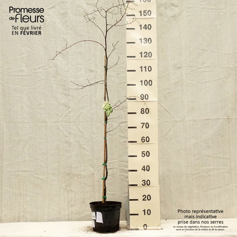 Carpinus betulus Foliis Argenteovariegatis Pendula - Carpino bianco Vaso da 4L/5L esemplare consegnato in inverno