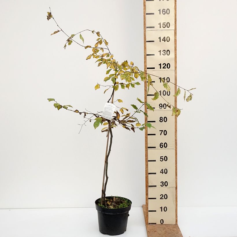 Esemplare di Carpinus betulus Foliis Argenteovariegatis Pendula - Carpino bianco Vaso da 4L/5L come consegnato in autunno