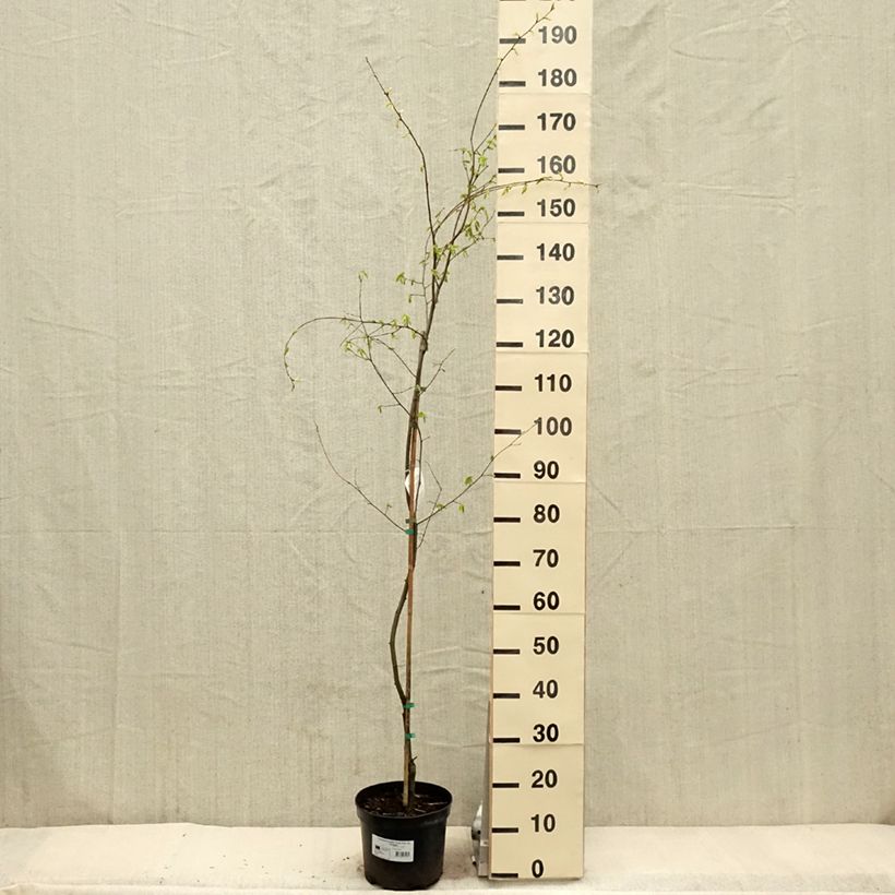 Carpinus betulus Foliis Argenteovariegatis Pendula - Carpino bianco Vaso da 4L/5L esemplare consegnato in primavera