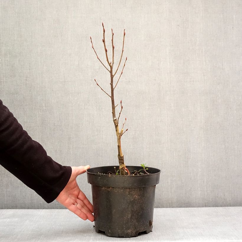 Carpinus betulus Globus - Carpino bianco Vaso da 4L/5L esemplare consegnato in inverno