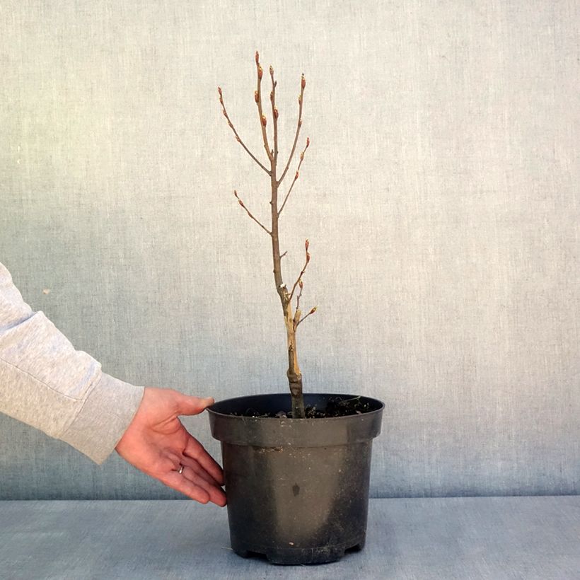 Carpinus betulus Globus - Carpino bianco Vaso da 4L/5L esemplare consegnato in primavera