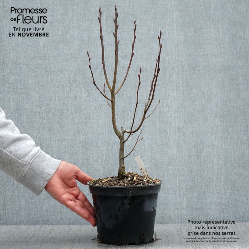 Esemplare di Carpinus betulus Monumentalis - Carpino bianco Vaso da 2L/3L come consegnato in autunno