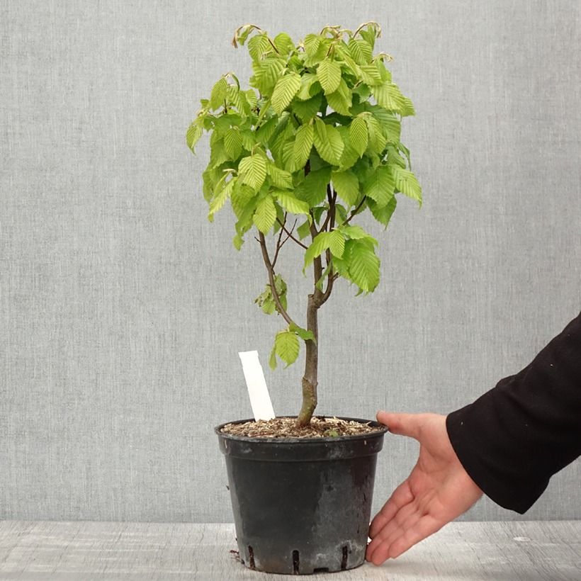 Carpinus betulus Monumentalis - Carpino bianco Vaso da 2L/3L esemplare consegnato in primavera