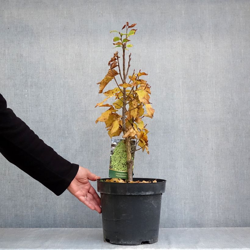 Esemplare di Carpinus betulus Monumentalis - Carpino bianco Vaso da 7,5L/10L come consegnato in autunno