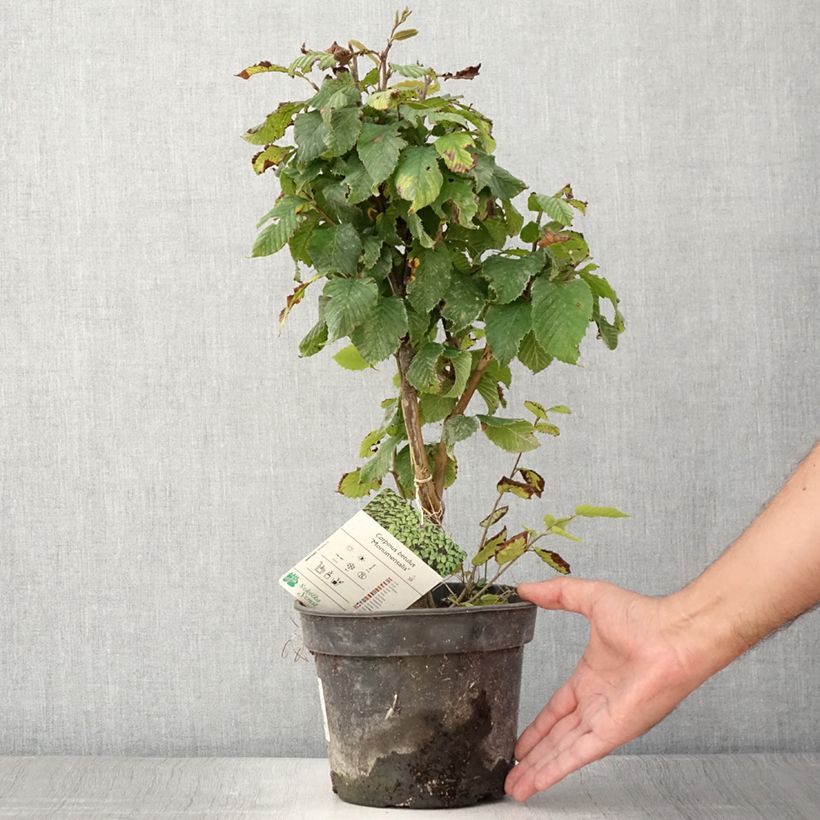 Esemplare di Carpinus betulus Monumentalis - Carpino bianco Vaso da 3L/4L consegnato in estate