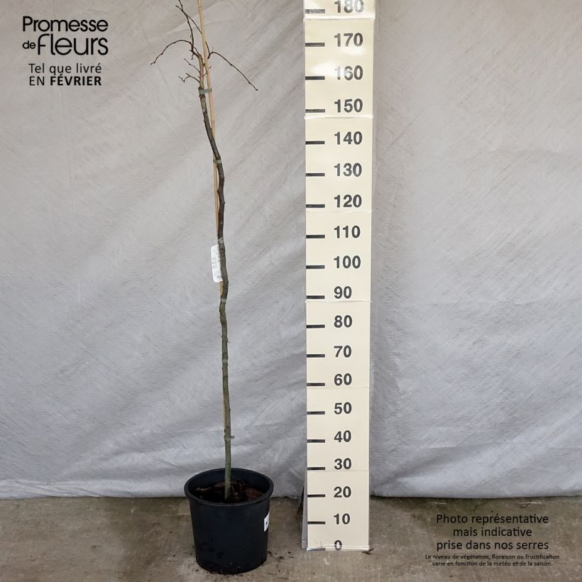 Carpinus betulus Pendula - Carpino bianco Vaso da 12L/15L esemplare consegnato in inverno