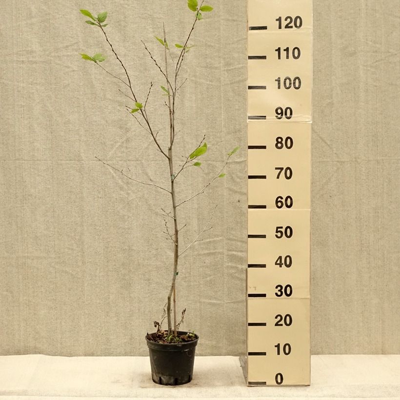 Esemplare di Carpinus betulus Quercifolia - Carpino bianco Vaso da 2L/3L come consegnato in autunno