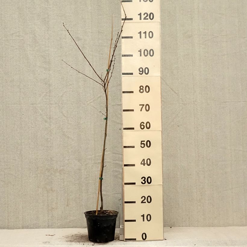 Carpinus betulus Quercifolia - Carpino bianco Vaso da 2L/3L esemplare consegnato in primavera