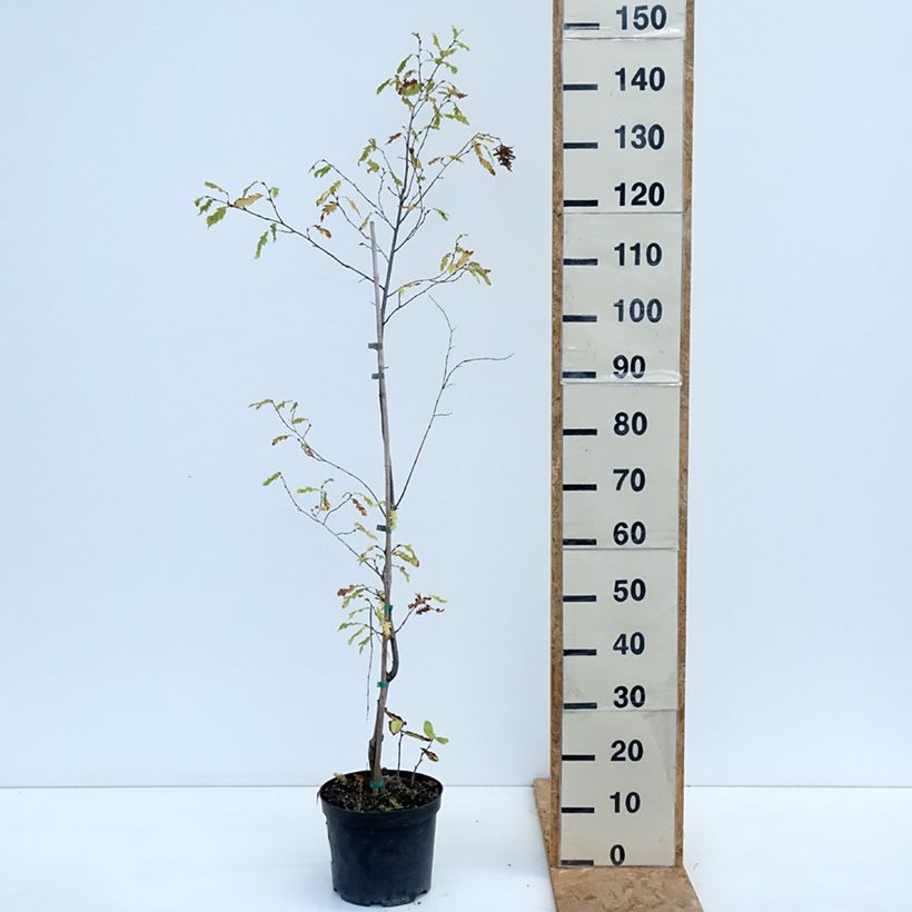 Esemplare di Carpinus betulus Quercifolia - Carpino bianco Vaso da 4L/5L come consegnato in autunno