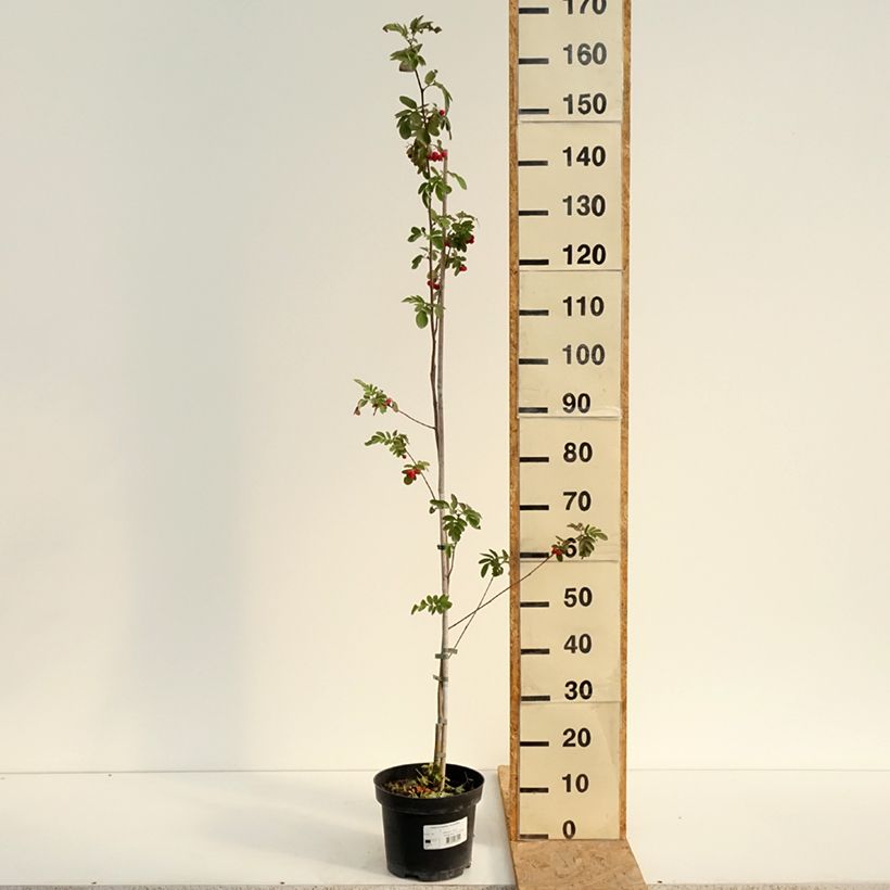 Esemplare di Carpinus betulus Quercifolia - Carpino bianco Vaso da 4L/5L consegnato in estate
