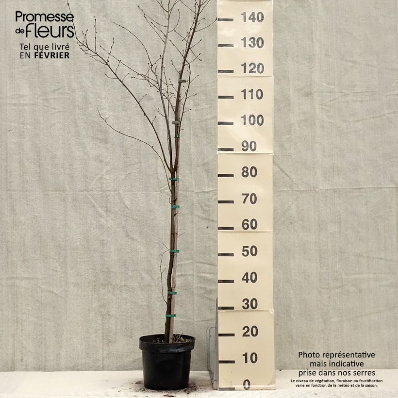 Carpinus betulus Quercifolia - Carpino bianco Vaso da 4L/5L esemplare consegnato in inverno