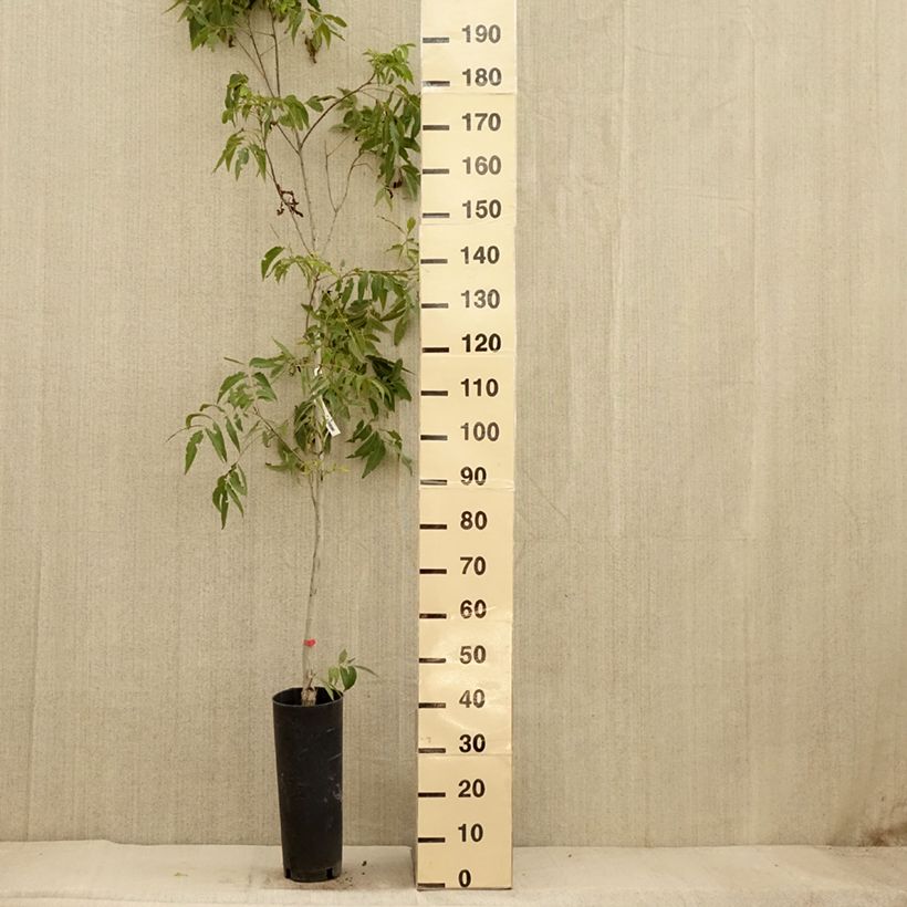 Esemplare di Carya illinoinensis Delmas - Pecan Vaso da 6L/7L come consegnato in autunno