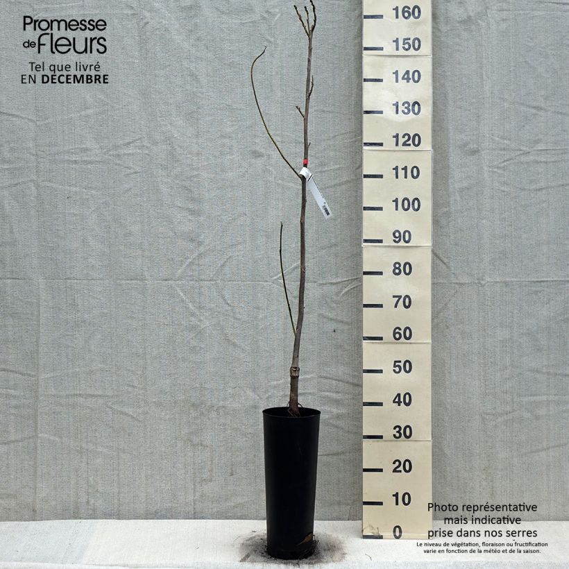 Carya illinoinensis Delmas - Pecan Vaso da 6L/7L esemplare consegnato in inverno