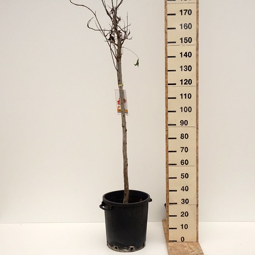 Carya illinoinensis - Pecan Vaso da 20L/25L esemplare consegnato in inverno