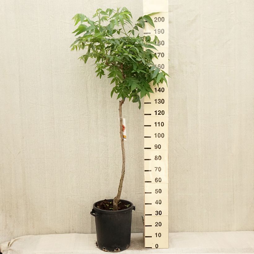 Carya illinoinensis - Pecan Vaso da 20L/25L esemplare consegnato in primavera