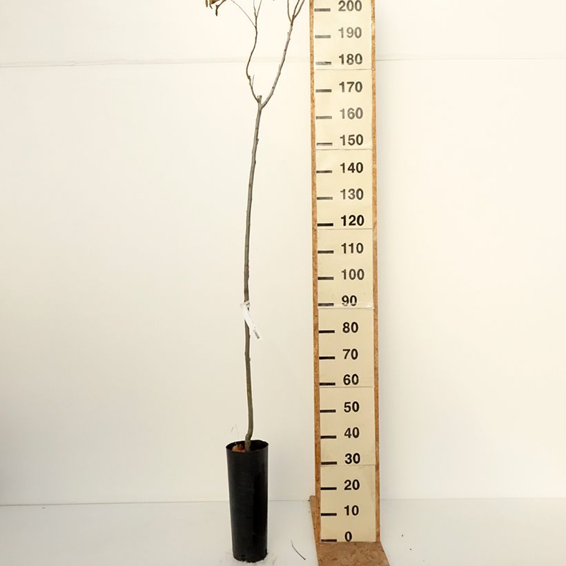Esemplare di Carya illinoinensis Pawnee - Pecan Vaso da 6L/7L come consegnato in autunno