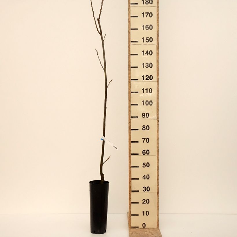 Carya illinoinensis Pawnee - Pecan Vaso da 4L/5L esemplare consegnato in inverno