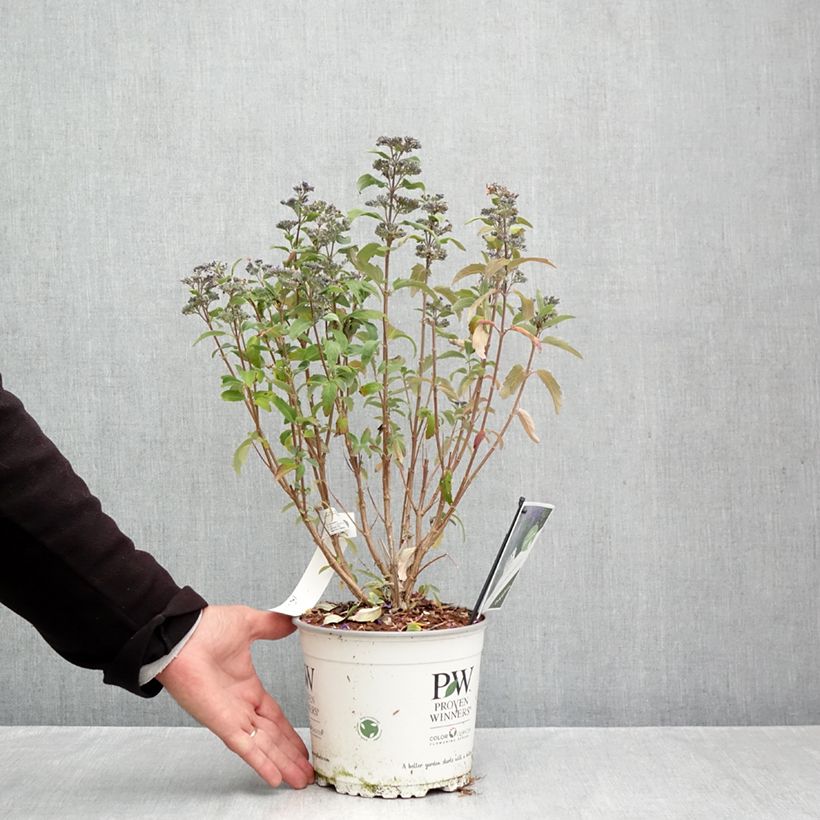 Esemplare di Caryopteris clandonensis Beyond Midnight Vaso da 3L/4L come consegnato in autunno