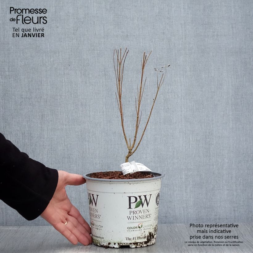 Caryopteris clandonensis Beyond Midnight Vaso da 3L/4L esemplare consegnato in inverno