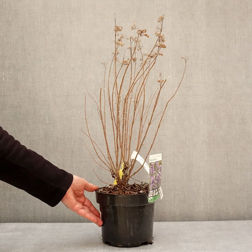 Caryopteris clandonensis Blue Balloon Vaso da 2L/3L esemplare consegnato in inverno