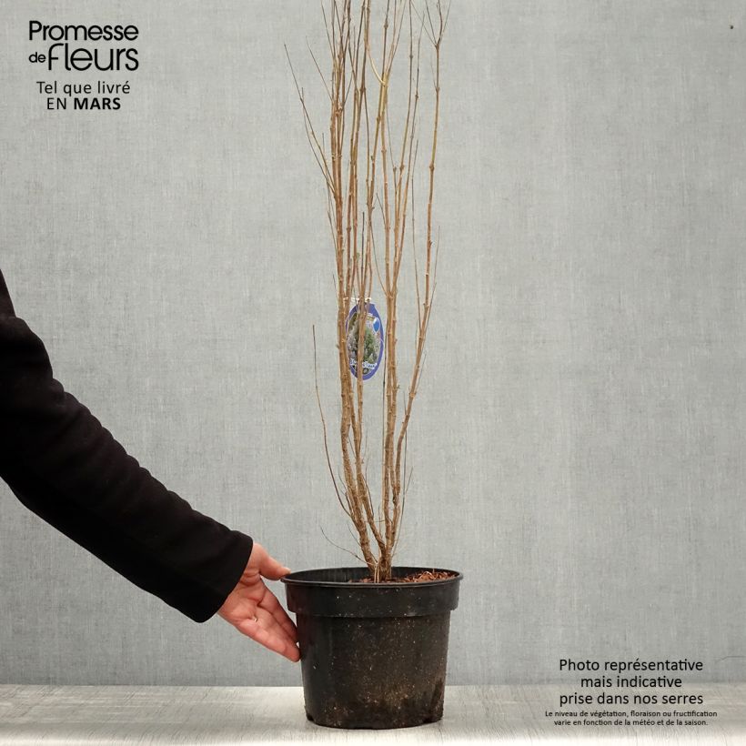 Caryopteris clandonensis Blue Balloon Vaso da 2L/3L esemplare consegnato in primavera