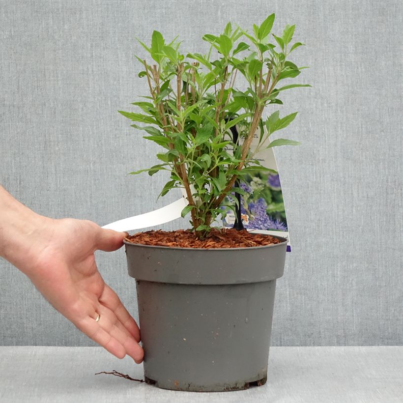 Caryopteris clandonensis Dark Knight Vaso da 4L/5L esemplare consegnato in primavera