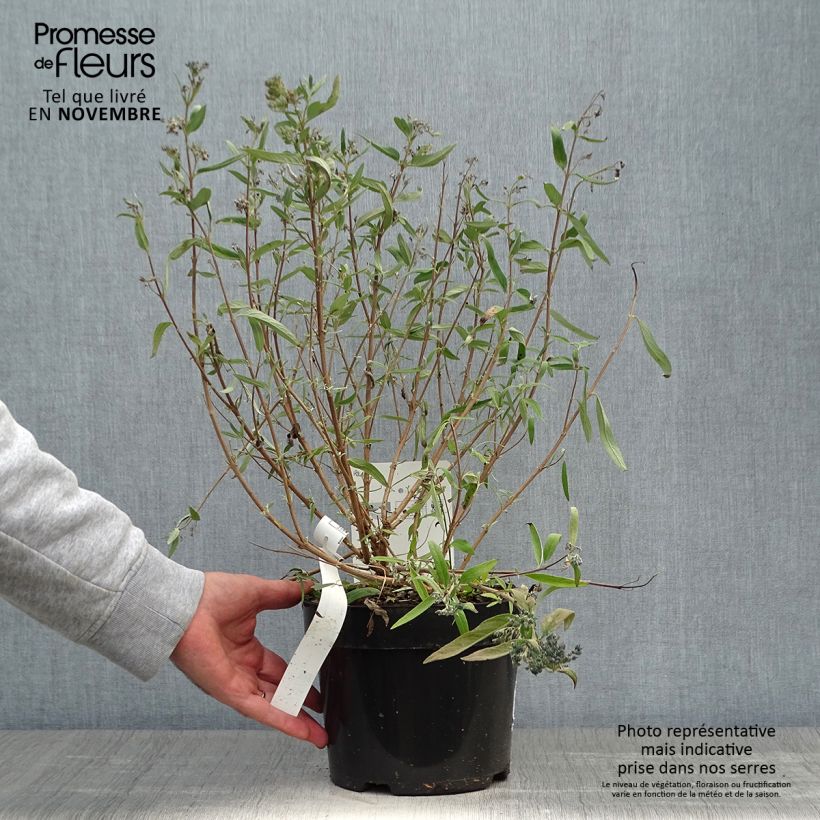 Esemplare di Caryopteris clandonensis First Choice Vaso da 2L/3L come consegnato in autunno