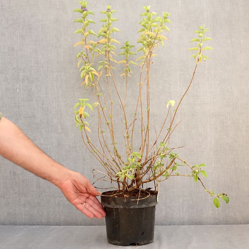 Esemplare di Caryopteris clandonensis Good as Gold Vaso da 2L/3L consegnato in estate