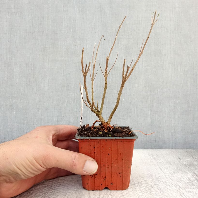 Esemplare di Caryopteris clandonensis Kew Blue Vasetto da 8/9 cm come consegnato in autunno