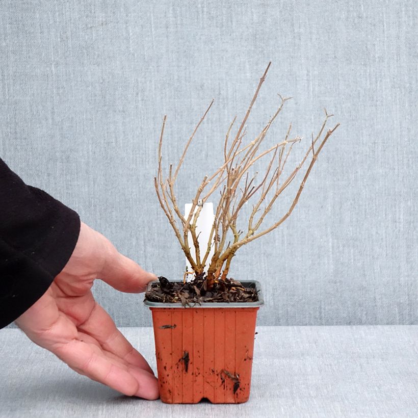 Caryopteris clandonensis Kew Blue Vasetto da 8/9 cm esemplare consegnato in inverno