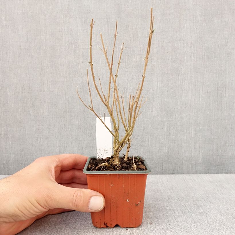 Caryopteris clandonensis Kew Blue Vasetto da 8/9 cm esemplare consegnato in primavera