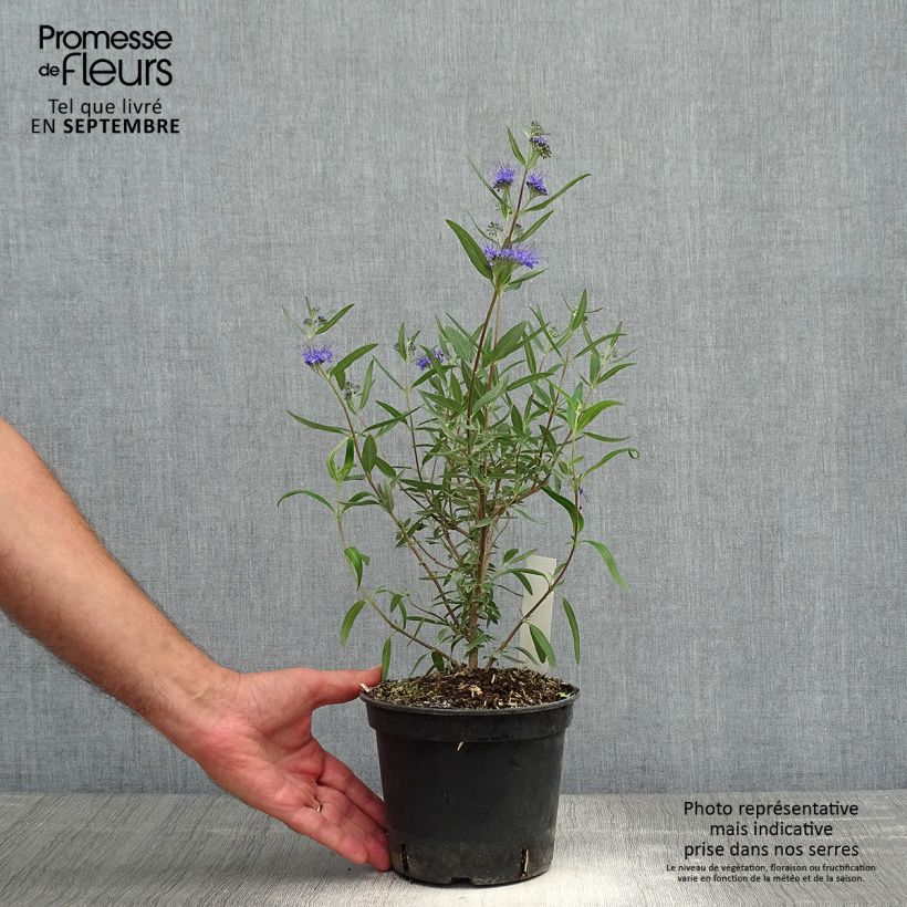 Esemplare di Caryopteris clandonensis Kew Blue Vaso da 2L/3L come consegnato in autunno