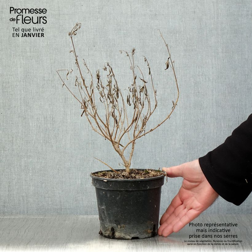 Caryopteris clandonensis Kew Blue Vaso da 2L/3L esemplare consegnato in inverno