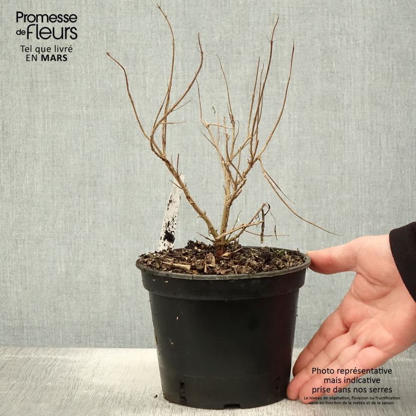 Caryopteris clandonensis Kew Blue Vaso da 2L/3L esemplare consegnato in primavera