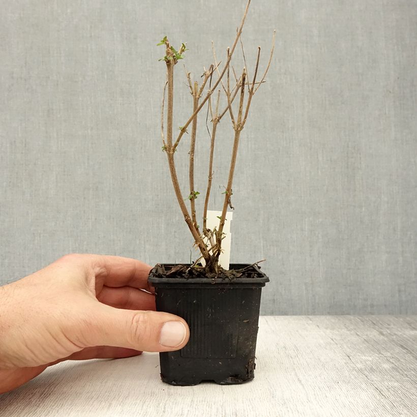 Esemplare di Caryopteris clandonensis Stephi Vasetto da 8/9 cm come consegnato in autunno
