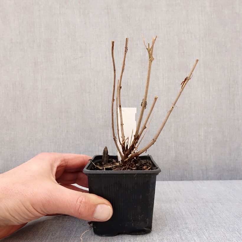 Caryopteris clandonensis Stephi Vasetto da 8/9 cm esemplare consegnato in inverno