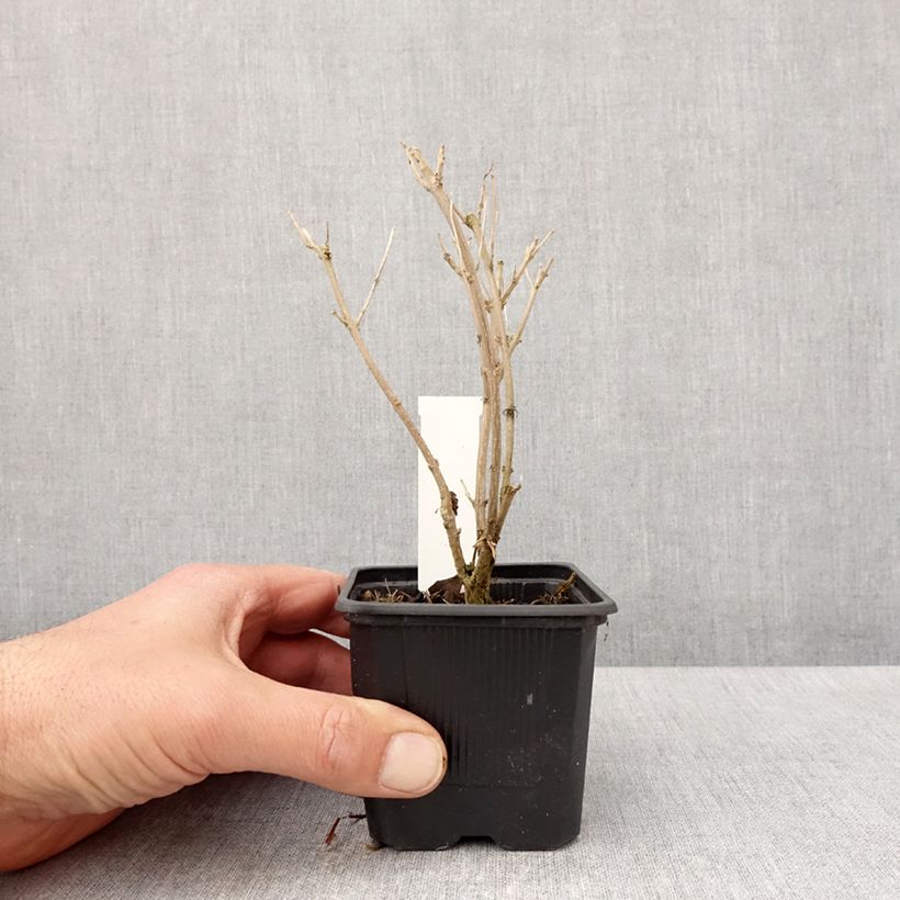 Caryopteris clandonensis Stephi Vasetto da 8/9 cm esemplare consegnato in primavera