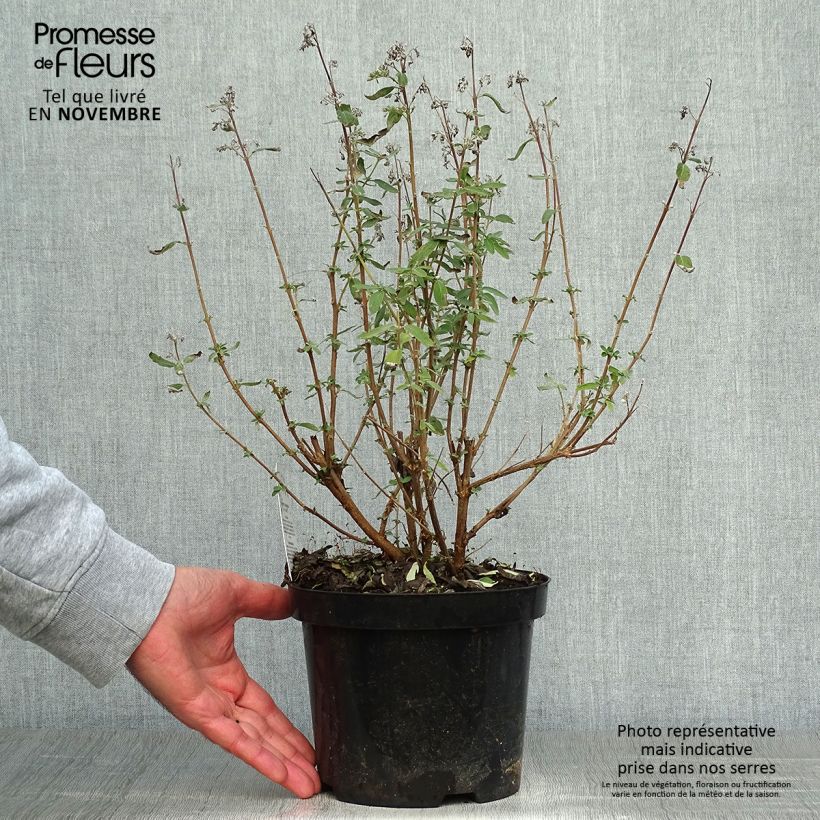 Esemplare di Caryopteris clandonensis Stephi Vaso da 3L/4L come consegnato in autunno