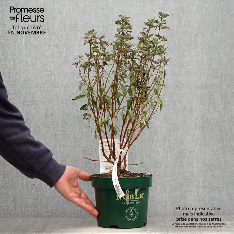 Esemplare di Caryopteris clandonensis Thetis Vaso da 2L/3L come consegnato in autunno