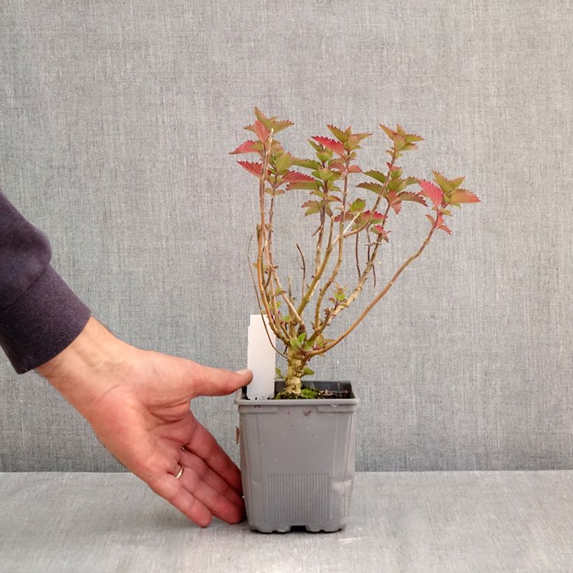 Esemplare di Caryopteris clandonensis Pavilion Pink Vasetto da 8/9 cm come consegnato in autunno